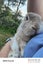 3yo Female lop x Carousel 2