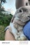 3yo Female lop x Carousel 3