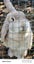 3yo Female lop x Carousel 4