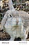 3yo Female lop x Carousel 5