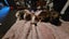 Fluffy long haired ginniepigs Carousel 4