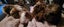 Fluffy long haired ginniepigs Carousel 3