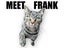 Meet Frank – Looking for His Forever Home! Carousel 1