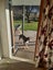 Heading Dog/Smithfield cross, Central Otago Carousel 2