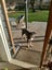 Heading Dog/Smithfield cross, Central Otago Carousel 3