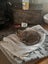 Mature Male Cat Carousel 1