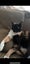 Bonded sister cats to rehome Carousel 2