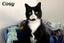 Cats Protection Canterbury - New Arrivals 20/5/25 Carousel 1