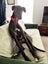 Billy- Darling Gentle Greyhound Boy Carousel 3