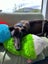 Billy- Darling Gentle Greyhound Boy Carousel 4