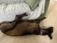 Billy- Darling Gentle Greyhound Boy Carousel 6
