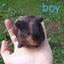 Baby Guinea Pigs Carousel 3