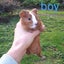 Baby Guinea Pigs Carousel 4