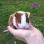 Baby Guinea Pigs Carousel 5