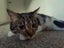 1.5 Year Old Wobbly Cat (Sooky) Carousel 4