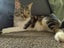 1.5 Year Old Wobbly Cat (Sooky) Carousel 3
