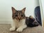 1.5 Year Old Wobbly Cat (Sooky) Carousel 6