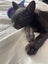 Kitten needs a home Carousel 5