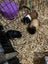 Guinea Pigs........ Babies and Adults Carousel 3