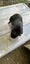 Guinea Pigs........ Babies and Adults Carousel 4
