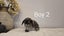 Mini lops Carousel 5