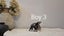 Mini lops Carousel 12