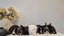 Mini lops Carousel 1