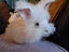 Purebred Angora Kits Carousel 3