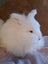 Purebred Angora Kits Carousel 4