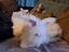 Purebred Angora Kits Carousel 5
