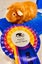 Guinea Pigs for sale Carousel 4