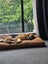 German Shepard - 4 years old Carousel 3