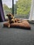 German Shepard - 4 years old Carousel 4
