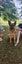 German Shepard - 4 years old Carousel 7