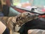 Whippet X Carousel 2