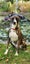 Whippet X Carousel 3