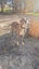 Whippet X Carousel 5