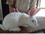 NZ White Rabbits Carousel 4
