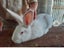 NZ White Rabbits Carousel 5