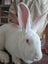 NZ White Rabbits Carousel 6