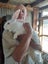 NZ White Rabbits Carousel 7