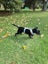 1 Year old Kelpie X Carousel 1