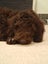 Chocolate Spoodle Puppy boy ready to go Carousel 6