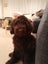 Chocolate Spoodle Puppy boy ready to go Carousel 5