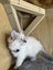 Willow - Wcc Ragdoll Rescue Kitten Carousel 2