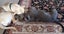 Beautiful natured dog - free to good home Carousel 3