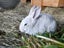 Mini rex x Carousel 4