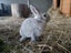 Mini rex x Carousel 6