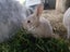 Mini rex x Carousel 7