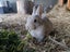 Mini rex x Carousel 8